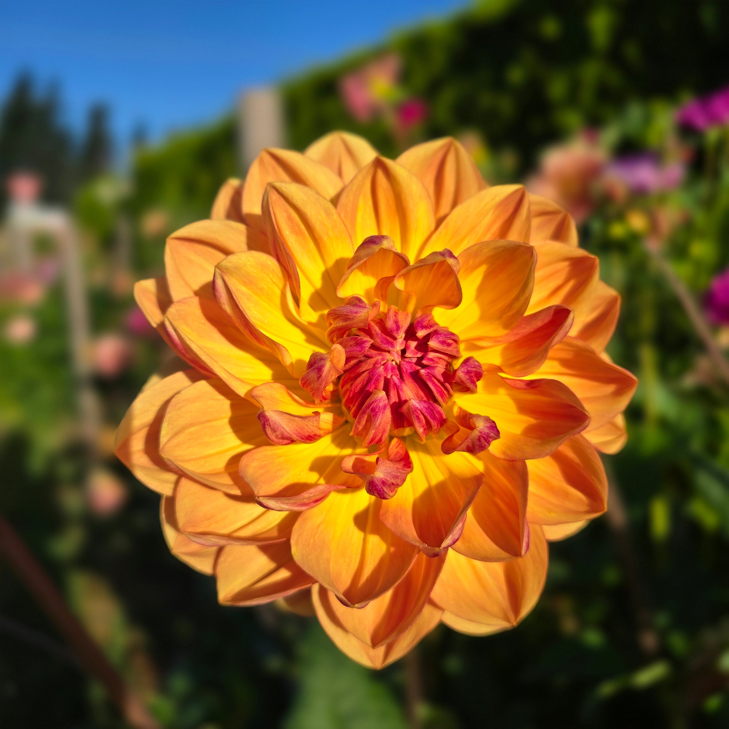 Hollyhill Golden Glow